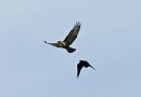Click image for larger version. 

Name:	Buzzard and crow 2b.jpg 
Views:	427 
Size:	289.7 KB 
ID:	18611