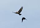 Click image for larger version. 

Name:	Buzzard and crow 2b.jpg 
Views:	617 
Size:	289.7 KB 
ID:	18611