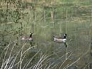 Click image for larger version. 

Name:	Canada Geese.JPG 
Views:	515 
Size:	400.3 KB 
ID:	18614
