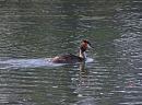 Click image for larger version. 

Name:	Great Crested Grebe.JPG 
Views:	474 
Size:	182.8 KB 
ID:	18615