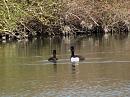 Click image for larger version. 

Name:	Tufted Ducks 1.JPG 
Views:	471 
Size:	358.8 KB 
ID:	18616