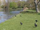 Click image for larger version. 

Name:	Coots beside the lake.JPG 
Views:	457 
Size:	482.0 KB 
ID:	18618