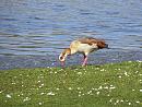 Click image for larger version. 

Name:	Egyptian Goose 1.JPG 
Views:	502 
Size:	395.9 KB 
ID:	18619