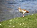 Click image for larger version. 

Name:	Egyptian Goose 2.JPG 
Views:	477 
Size:	387.3 KB 
ID:	18620