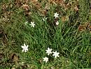 Click image for larger version. 

Name:	Wood Anemones.JPG 
Views:	449 
Size:	556.2 KB 
ID:	18630