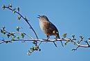 Click image for larger version. 

Name:	Dunnock_P4014690.jpg 
Views:	238 
Size:	191.9 KB 
ID:	18665