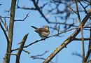 Click image for larger version. 

Name:	chiffchaff_P4014609.jpg 
Views:	236 
Size:	200.4 KB 
ID:	18669