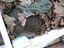 Click image for larger version. 

Name:	Hedgehog in box - 24th June, 2012 ver. 2.jpg 
Views:	383 
Size:	415.4 KB 
ID:	18783