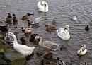 Click image for larger version. 

Name:	Strange Ducks and Geese on the Doon.jpg 
Views:	460 
Size:	153.7 KB 
ID:	18785