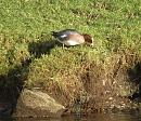 Click image for larger version. 

Name:	Wigeon on the grass.jpg 
Views:	434 
Size:	178.5 KB 
ID:	18788
