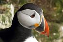 Click image for larger version. 

Name:	Puffin 5.jpg 
Views:	233 
Size:	193.3 KB 
ID:	18811