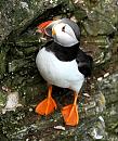 Click image for larger version. 

Name:	Puffin 4.jpg 
Views:	230 
Size:	399.7 KB 
ID:	18812