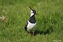 Click image for larger version. 

Name:	Lapwing 1.jpg 
Views:	295 
Size:	117.6 KB 
ID:	18825