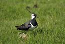 Click image for larger version. 

Name:	Lapwing 3.jpg 
Views:	290 
Size:	190.6 KB 
ID:	18827