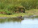 Click image for larger version. 

Name:	Young Moorhen perhaps....JPG 
Views:	402 
Size:	345.8 KB 
ID:	18863