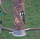Click image for larger version. 

Name:	Coal Tit - for tvb.jpg 
Views:	226 
Size:	92.4 KB 
ID:	18891