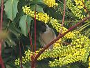 Click image for larger version. 

Name:	blackcap_feeding_mahonia.jpg 
Views:	424 
Size:	215.0 KB 
ID:	18953