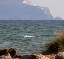 Click image for larger version. 

Name:	Dolphin at Mudeford 2.jpg 
Views:	1543 
Size:	199.8 KB 
ID:	18987