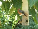 Click image for larger version. 

Name:	Hungry Bullfinches.JPG 
Views:	406 
Size:	310.0 KB 
ID:	19190