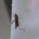Click image for larger version. 

Name:	5 Grasshopper.jpg 
Views:	203 
Size:	196.3 KB 
ID:	19236