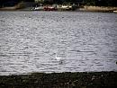 Click image for larger version. 

Name:	Little Egret and Brent Geese.JPG 
Views:	416 
Size:	325.1 KB 
ID:	19250