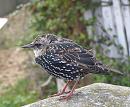 Click image for larger version. 

Name:	Starling 4 - juv..JPG 
Views:	407 
Size:	304.6 KB 
ID:	19255
