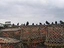 Click image for larger version. 

Name:	Starlings - The Mudeford Mob.JPG 
Views:	425 
Size:	360.0 KB 
ID:	19257