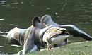 Click image for larger version. 

Name:	Fighting greylags.jpg 
Views:	344 
Size:	33.8 KB 
ID:	19311
