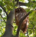 Click image for larger version. 

Name:	Wild Tawney Owl.jpg 
Views:	305 
Size:	77.3 KB 
ID:	19333