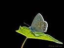 Click image for larger version. 

Name:	Common Blue butterfly.jpg 
Views:	319 
Size:	44.0 KB 
ID:	19389