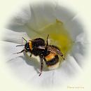 Click image for larger version. 

Name:	Buff-tail Bumblebee.jpg 
Views:	353 
Size:	56.5 KB 
ID:	19415
