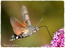 Click image for larger version. 

Name:	Hummingbird hawk-moth DSC_0249.jpg 
Views:	218 
Size:	58.4 KB 
ID:	19445