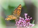 Click image for larger version. 

Name:	Wall Brown DSC_0235.jpg 
Views:	152 
Size:	64.6 KB 
ID:	19452