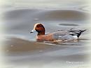 Click image for larger version. 

Name:	Male Wigeon.jpg 
Views:	407 
Size:	39.2 KB 
ID:	19481