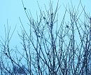 Click image for larger version. 

Name:	Birds on field maple.JPG 
Views:	393 
Size:	427.6 KB 
ID:	19497