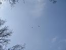 Click image for larger version. 

Name:	Red Kite over Culzean.jpg 
Views:	400 
Size:	128.4 KB 
ID:	19506