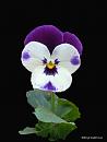 Click image for larger version. 

Name:	Grumpy Pansy.jpg 
Views:	360 
Size:	40.2 KB 
ID:	19540