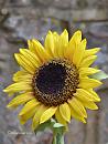 Click image for larger version. 

Name:	Sunflower.jpg 
Views:	333 
Size:	79.4 KB 
ID:	19571