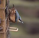 Click image for larger version. 

Name:	Nuthatch_PB206113.JPG 
Views:	235 
Size:	360.9 KB 
ID:	19610