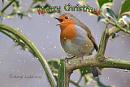 Click image for larger version. 

Name:	Postcard Christmas.jpg 
Views:	205 
Size:	52.3 KB 
ID:	19618
