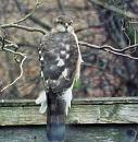 Click image for larger version. 

Name:	Sparrowhawk (f) for TVB 1.JPG 
Views:	213 
Size:	320.3 KB 
ID:	19620