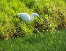 Click image for larger version. 

Name:	Little Egret 06 for email.JPG 
Views:	277 
Size:	472.0 KB 
ID:	19633