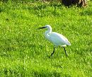 Click image for larger version. 

Name:	Little Egret 16 for email.JPG 
Views:	275 
Size:	483.7 KB 
ID:	19634