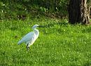 Click image for larger version. 

Name:	Little Egret 20 for email.JPG 
Views:	274 
Size:	501.5 KB 
ID:	19635