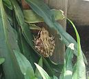 Click image for larger version. 

Name:	Tiny frog in planter 4 - TVB.jpg 
Views:	361 
Size:	172.5 KB 
ID:	19706