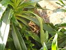 Click image for larger version. 

Name:	Tiny frog in planter 7 TVB.jpg 
Views:	376 
Size:	235.3 KB 
ID:	19707