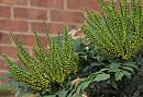 Click image for larger version. 

Name:	Mahonia.JPG 
Views:	361 
Size:	339.2 KB 
ID:	19721