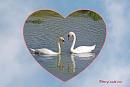 Click image for larger version. 

Name:	Swans in  Heart Post card.jpg 
Views:	408 
Size:	42.9 KB 
ID:	19728