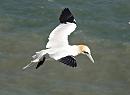 Click image for larger version. 

Name:	Gannet-flight-P5058324.JPG 
Views:	530 
Size:	136.4 KB 
ID:	19748