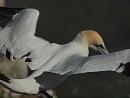 Click image for larger version. 

Name:	Gannet-P5058352.JPG 
Views:	504 
Size:	156.8 KB 
ID:	19749